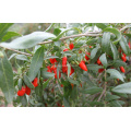 Organic Goji Berry (0002)